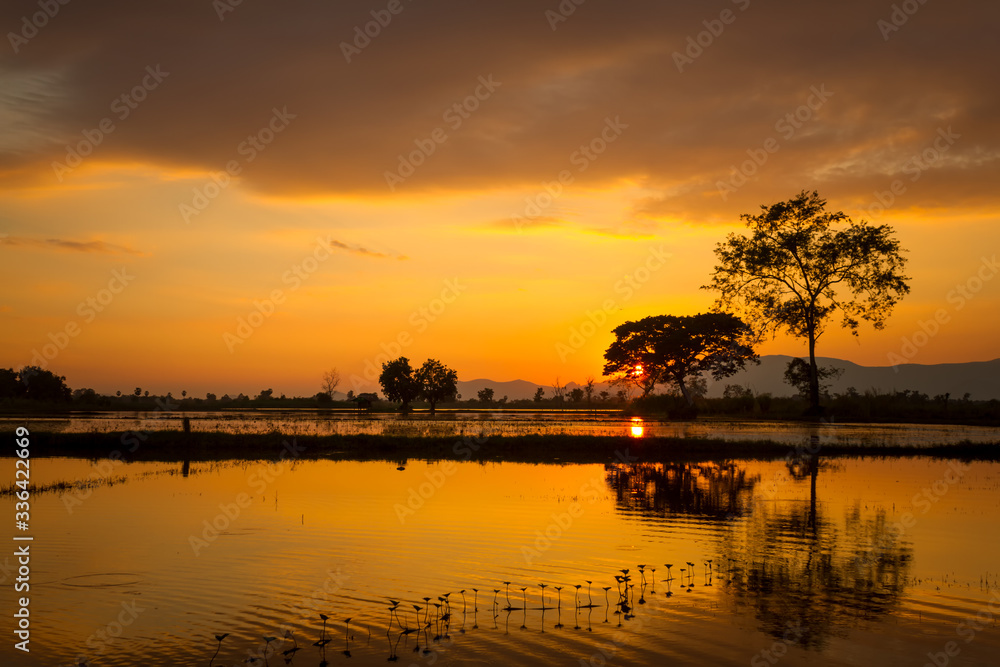 tree silhouette sunset background