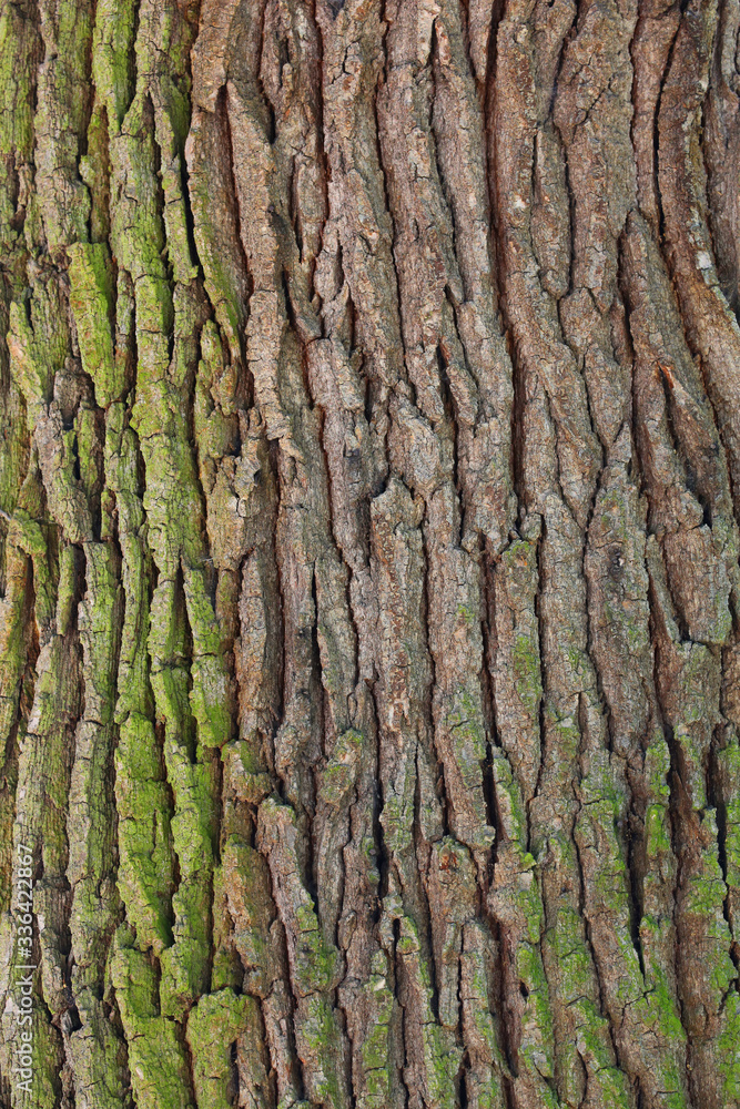 brown bark. may used as background. brown bark. may used as background.