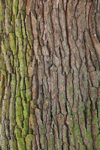 brown bark. may used as background.