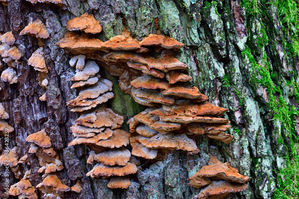Absterbender Baumpilz an einem Nadelbaum Absterbender Baumpilz an einem Nadelbaum