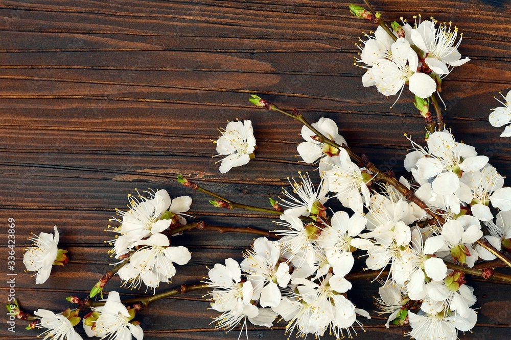 Twigs of blooming cherry on a brown wooden background. Place for text, copy space. Spring blooming branches, flat lay. Spring border background, flowering twig. Twigs of blooming cherry on a brown wooden background. Place for text, copy space. Spring blooming branches, flat lay. Spring border background, flowering twig.