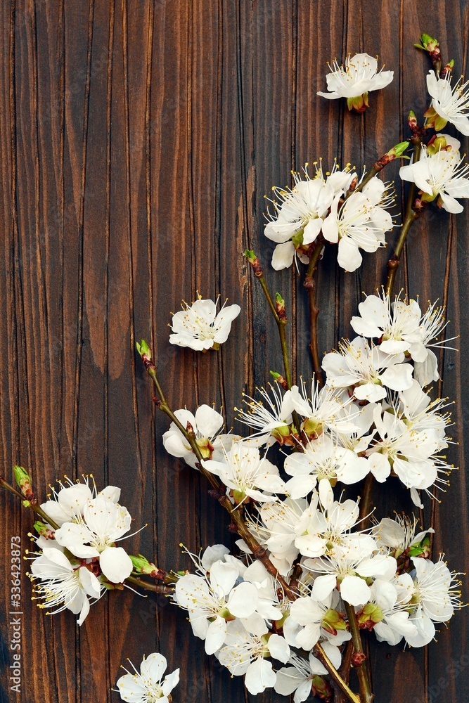 Obraz premium Twigs of blooming cherry on a brown wooden background. Place for text, copy space. Spring blooming branches, flat lay. Spring border background, flowering twig.