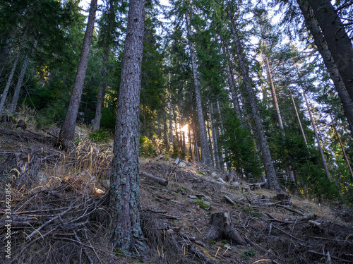 trees in the woods in Bulgaria