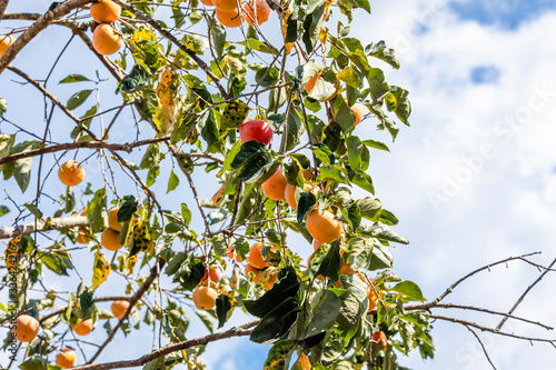 Manilkara kauki is a plant in the subfamily Sapotoideae, and the tribe Sapoteae of the family Sapotaceae; and is the type species for the genus Manilkara. known generally by the name caqui photo