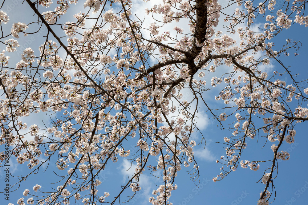 Spring is coming, a picture of cherry bloss Spring is coming, a picture of cherry bloss