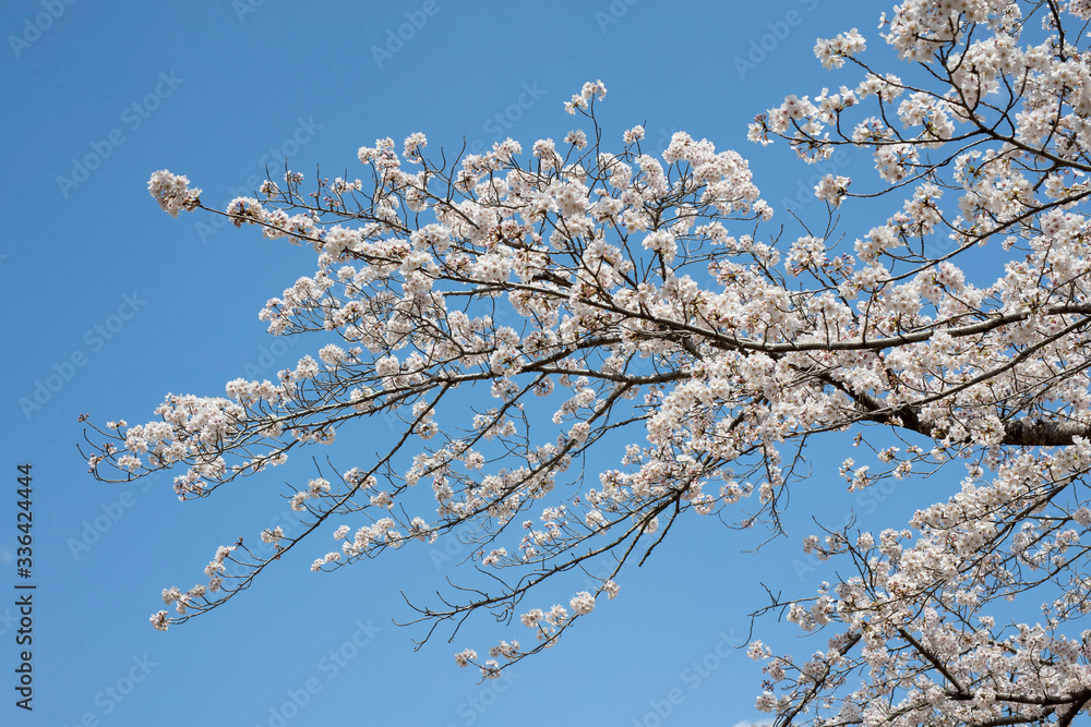 Spring is coming, a picture of cherry bloss Spring is coming, a picture of cherry bloss