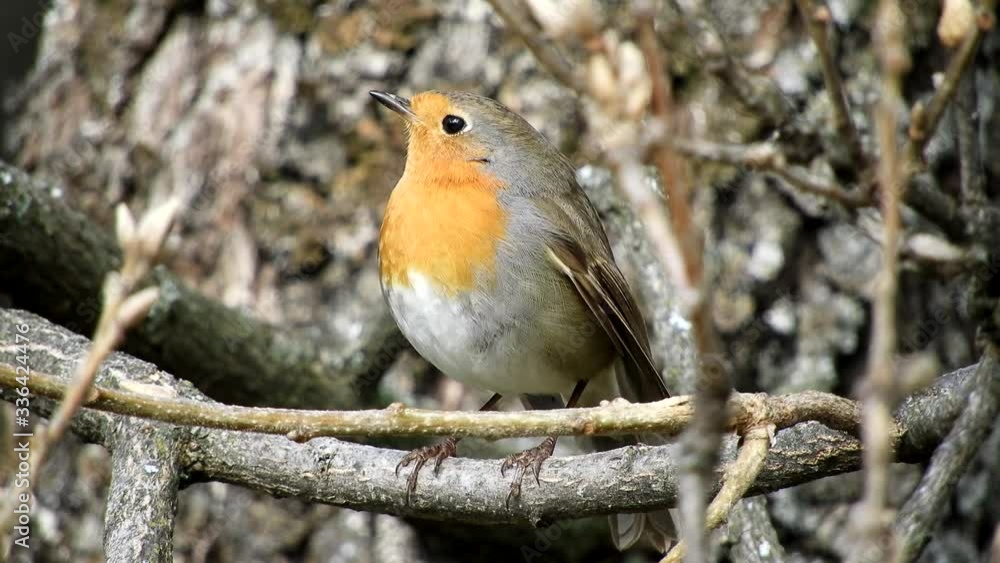 European Robin (Erithacus rubecula)