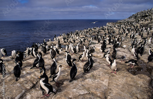 Cormoran impérial,.Leucocarbo atriceps , Imperial Shag, Iles Falkland, Malouines