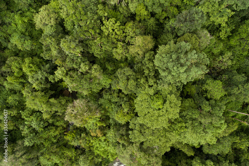 Aerial top view green forest for background © AlexPhototest