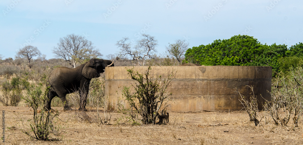 Fototapeta premium Eléphant d'Afrique, réservoir d'eau, Loxodonta africana, Parc national Kruger, Afrique du Sud