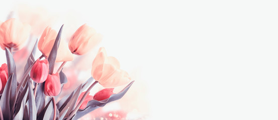 Closeup of blooming tulip flower in spring on pastel bokeh background.