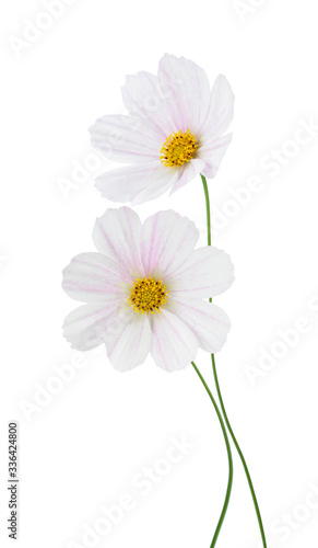 light pink Cosmos