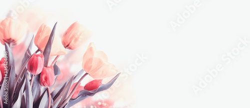 Closeup of blooming tulip flower in spring on pastel bokeh background. #336424848