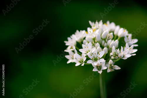 White Garlic Chive Flowers