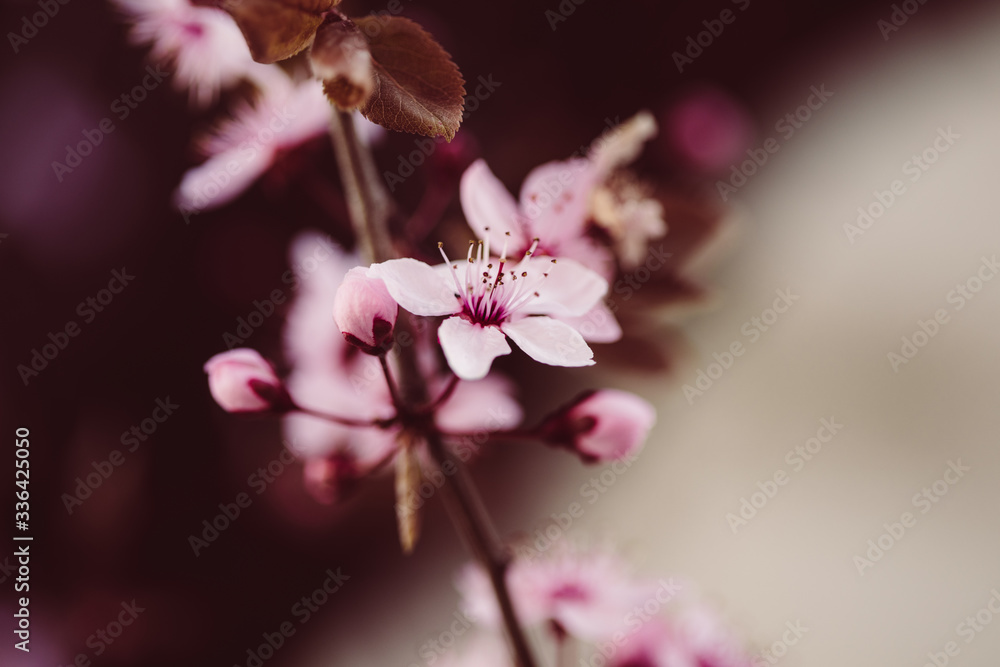 Naklejka premium Sakura, Kirschblüten im Frühling