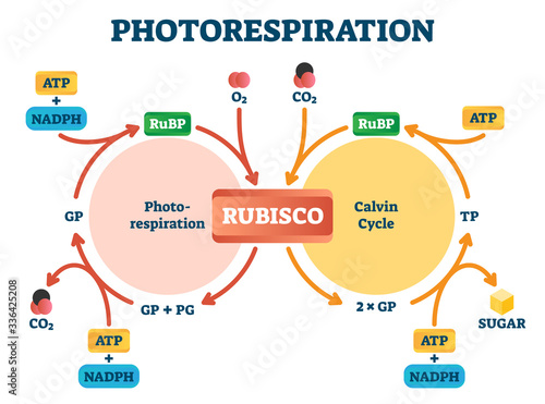 Photorespiration vector illustration. Labeled photosynthesis education scheme photo
