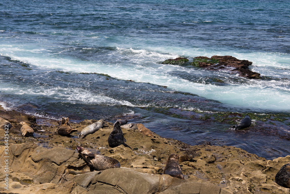 Colony of Sea Lions on rocks Colony of Sea Lions on rocks