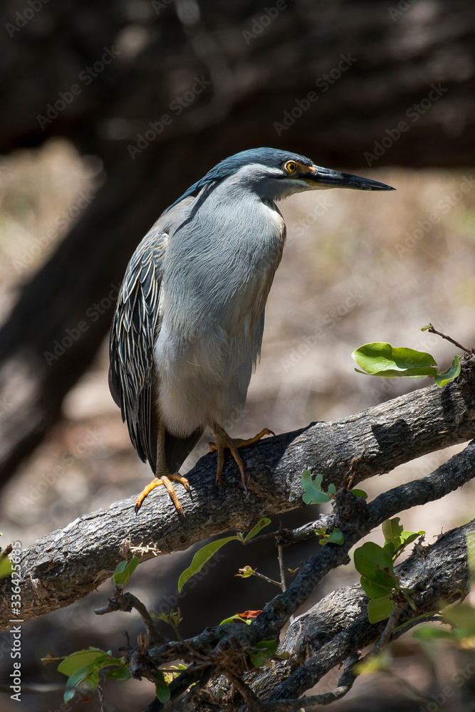 Fototapeta premium Héron strié,.Butorides striata, Striated Heron