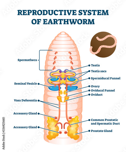 Reproductive system of anatomical earthworm labeled scheme vector illustration photo
