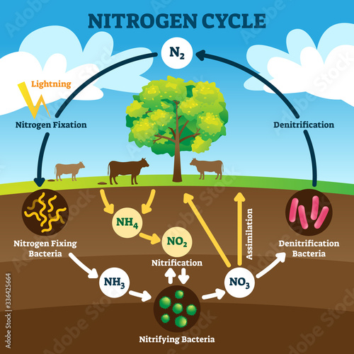 Nitrogen cycle vector illustration. Labeled N2 biogeochemical explanation. photo