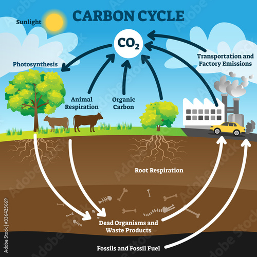 Carbon cycle vector illustration. Labeled CO2 biogeochemical process scheme