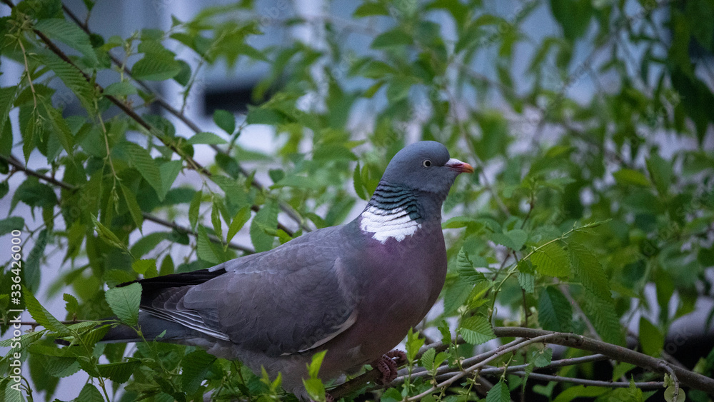 Obraz premium brown pigeon eat tender shoots of trees