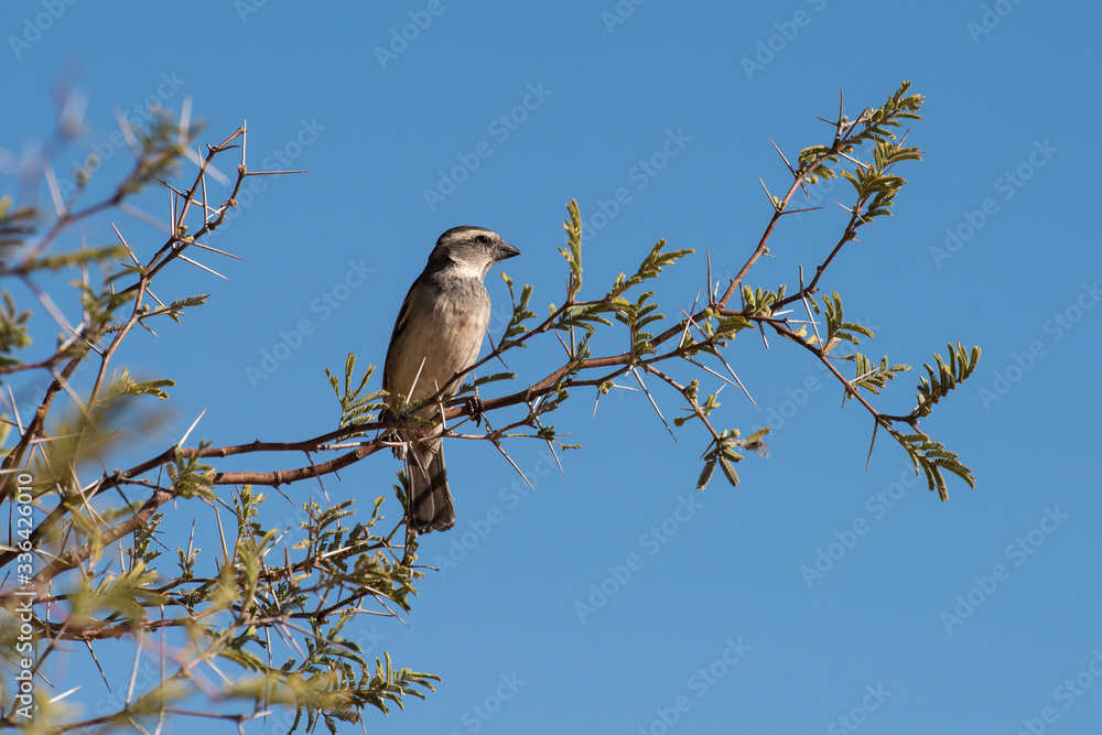 Moineau sud africain,.Passer diffusus, Southern Grey headed Sparrow, Afrique du Sud Moineau sud africain,.Passer diffusus, Southern Grey headed Sparrow, Afrique du Sud