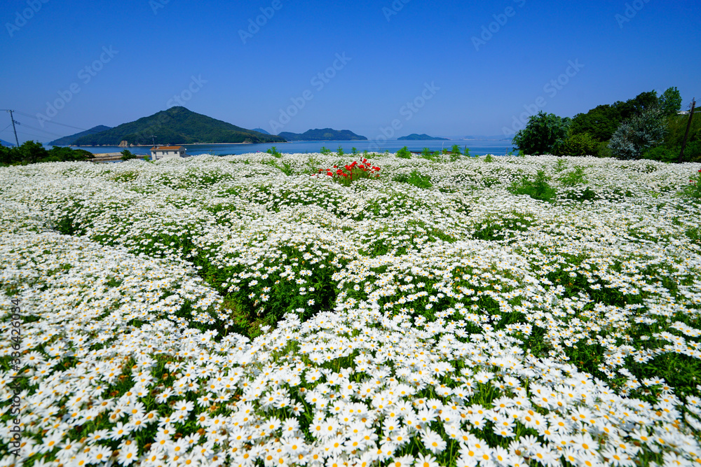 Obraz premium 香川県三豊市のフラワーパーク浦島 一面のマーガレット