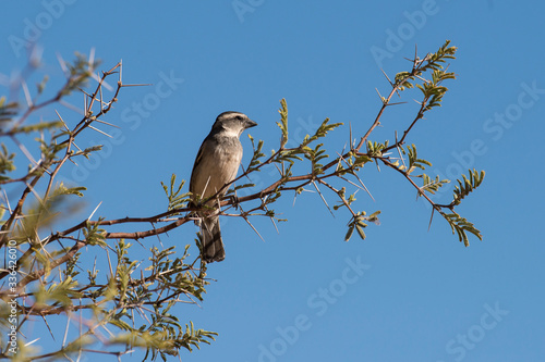 Moineau sud africain,.Passer diffusus, Southern Grey headed Sparrow, Afrique du Sud