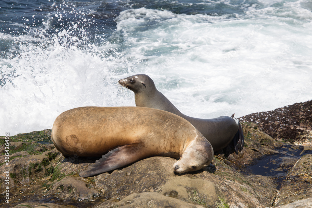 Fototapeta premium Two sea lions, one sleeps, one stares