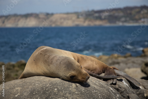 Sea lion sleeping on rock
