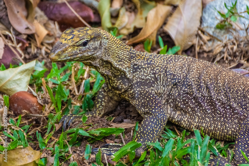 Asian Water Monitor Lizard in Singapore Botanic Garden Asian Water Monitor Lizard in Singapore Botanic Garden