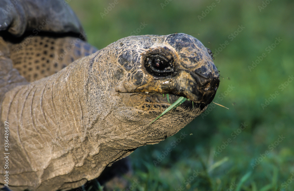 Tortue géante des Seychelles, Aldabrachelys gigantea, Seychelles Tortue géante des Seychelles, Aldabrachelys gigantea, Seychelles