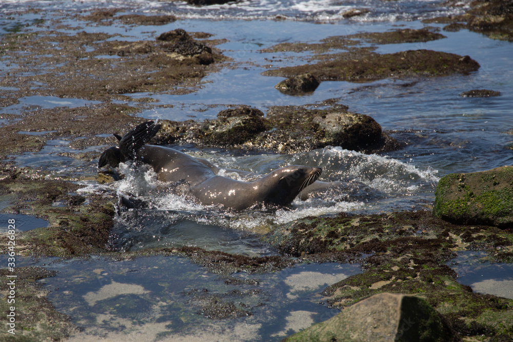 Obraz premium Sea lion taking off for the sea