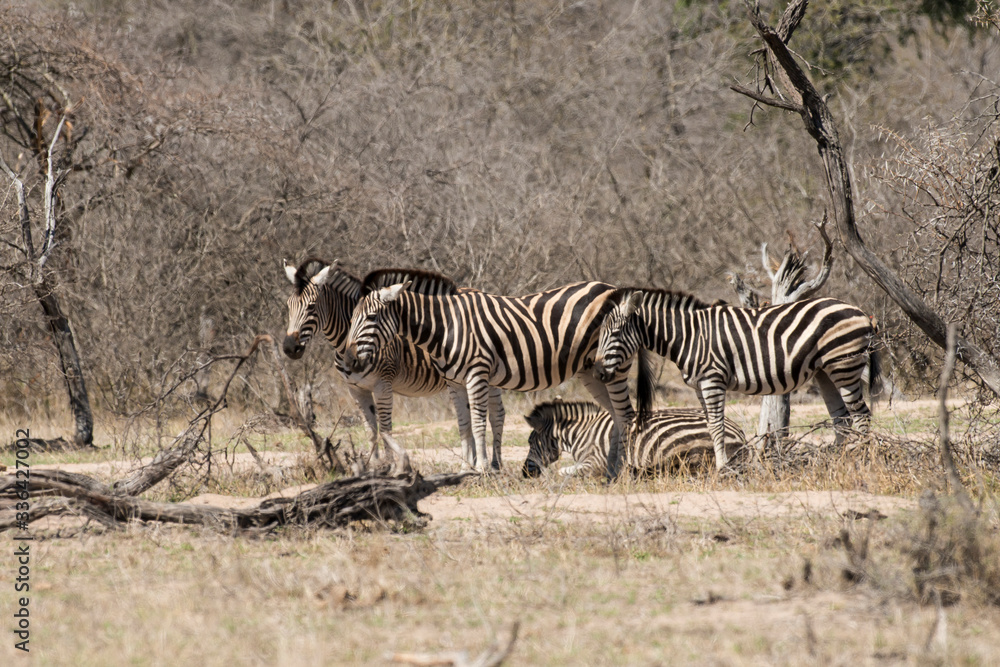 Zèbre de Burchell, Equus quagga, Parc national Kruger, Afrique du Sud