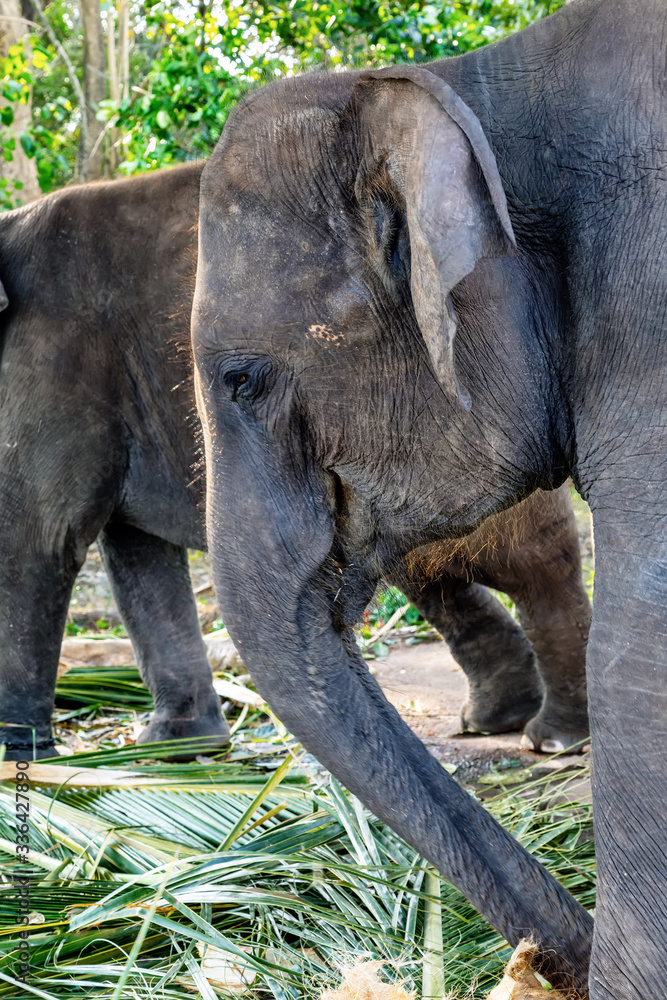 Fototapeta premium Elephants family Wildlife scene with amazing animals.