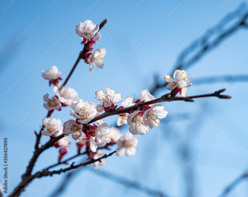 Blooming tree with pink flowers in spring Blooming tree with pink flowers in spring