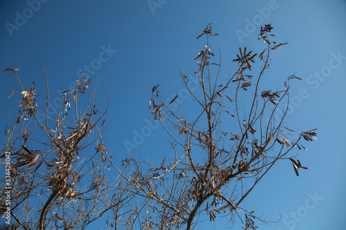 bud tree branches and sky background