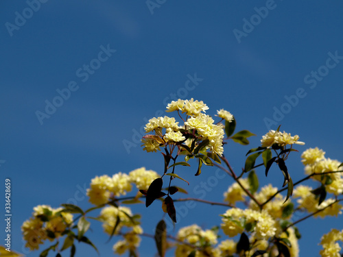 lady banks bush flowering on blue sky