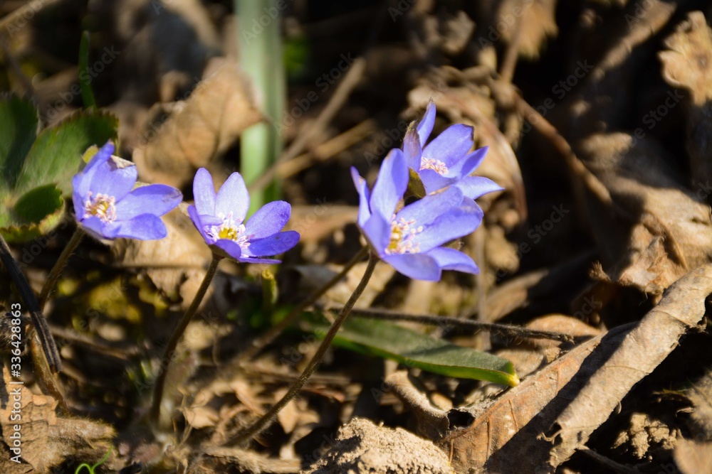 Blue hepatica flowers blooming in the garden Blue hepatica flowers blooming in the garden