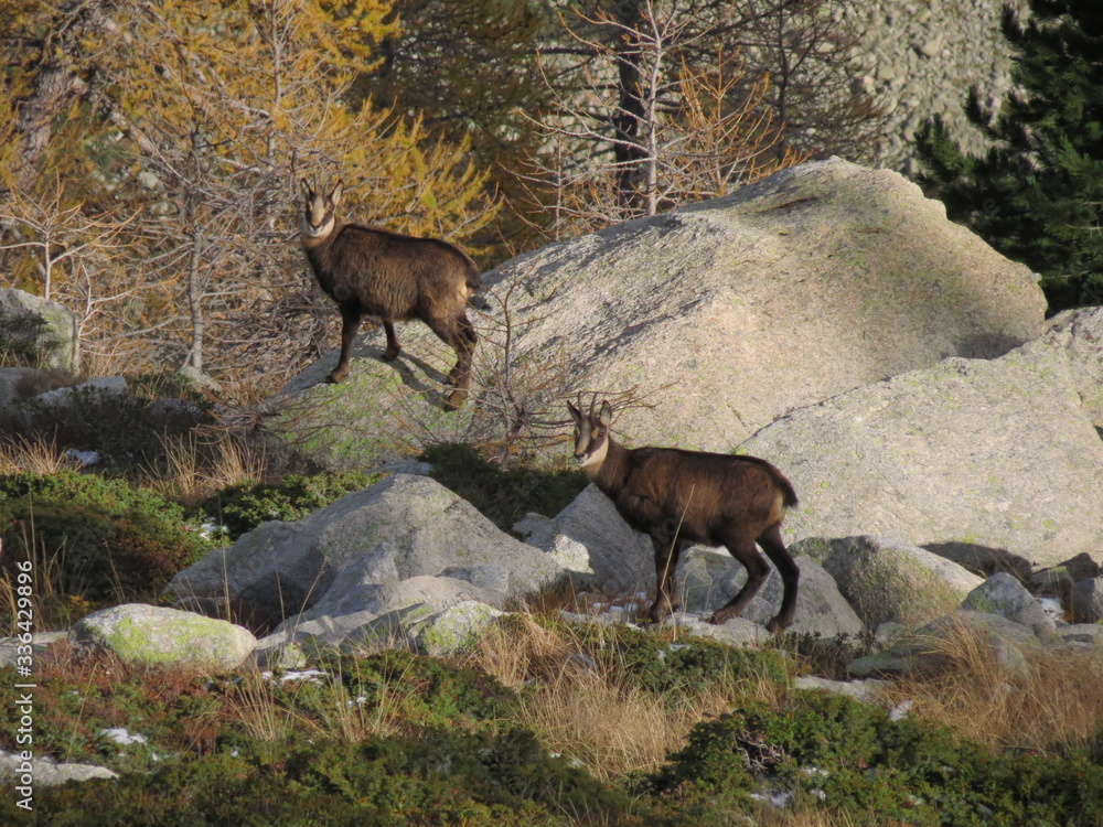 chamois in Gesso Valley chamois in Gesso Valley