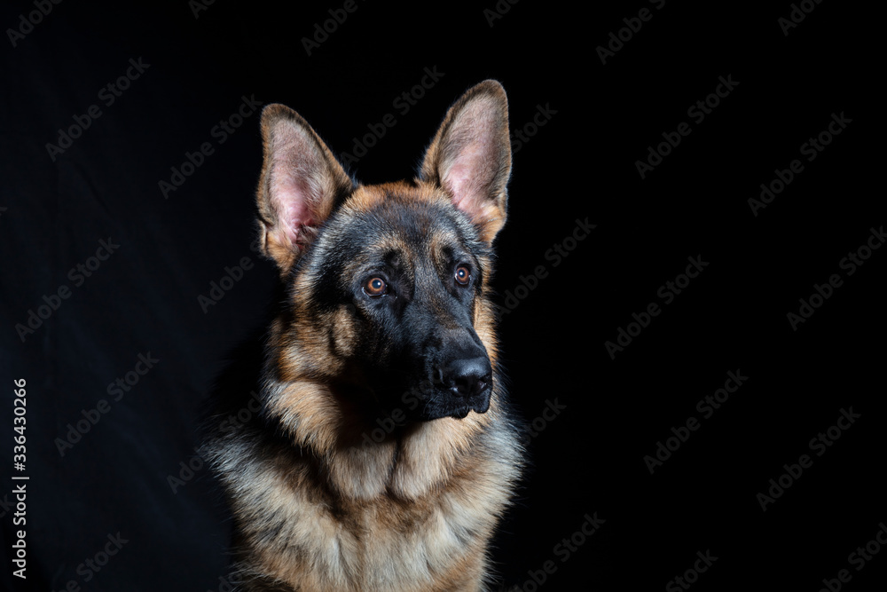 German shepherd portrait