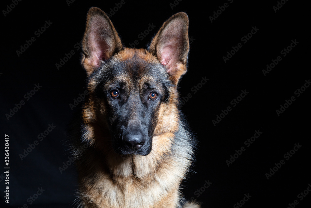 German shepherd portrait