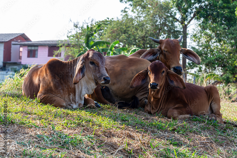 red calf is sleeping with the cow. red calf is sleeping with the cow.