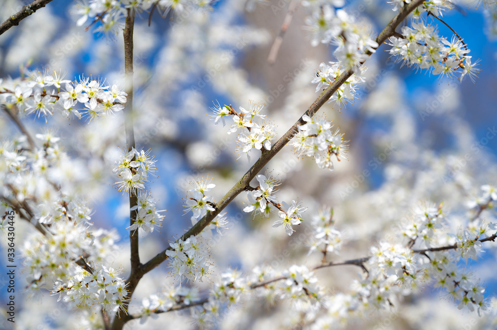 Branches of blossoming cherry macro with soft focus on gentle light blue sky background in sunlight with copy space. Branches of blossoming cherry macro with soft focus on gentle light blue sky background in sunlight with copy space.