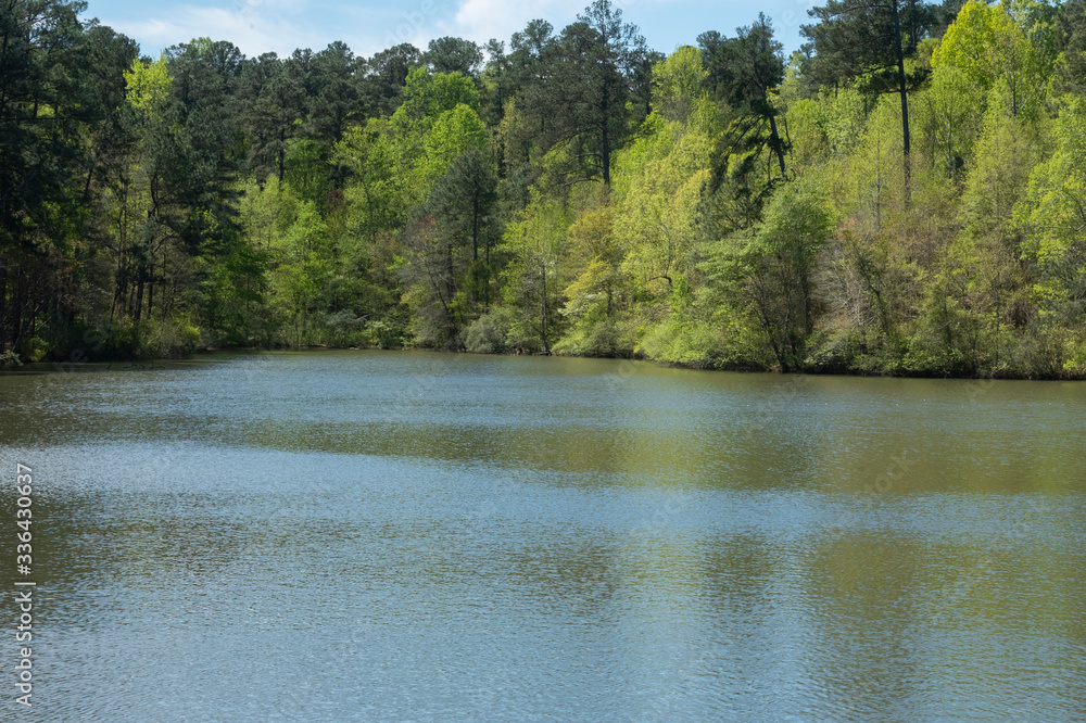 A peaceful lake and trees in the spring