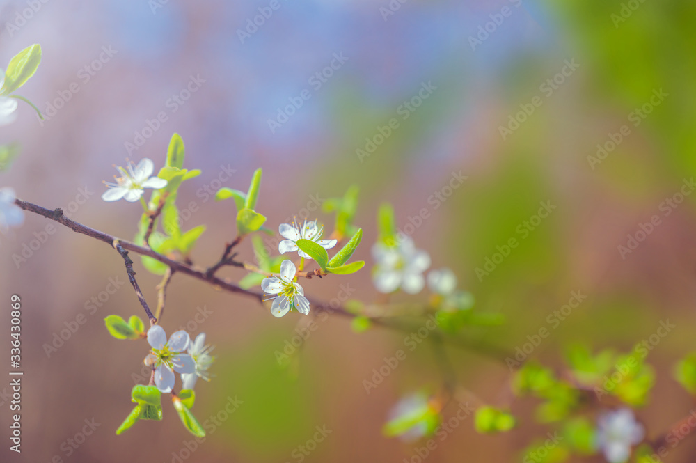 Branches of blossoming cherry macro with soft focus on gentle light blue sky background in sunlight with copy space. Branches of blossoming cherry macro with soft focus on gentle light blue sky background in sunlight with copy space.
