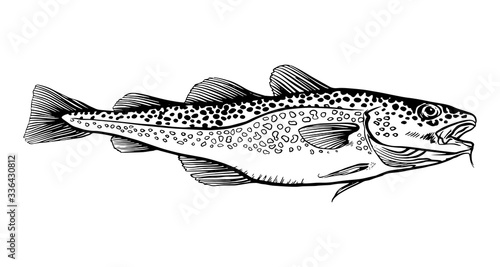 Ink Hand drawn vector illustration of cod fish (Gadus morhua) on white background