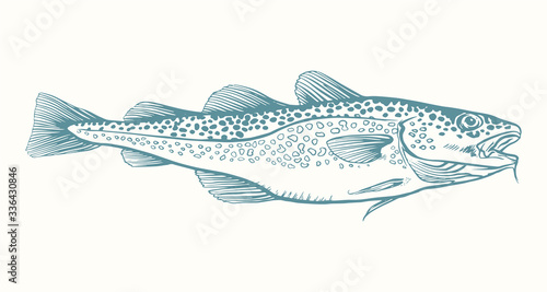 Ink Hand drawn vector illustration of cod fish (Gadus morhua) on white background