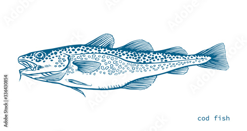 Blue Ink Hand drawn vector illustration of cod fish (Gadus morhua) on white background
